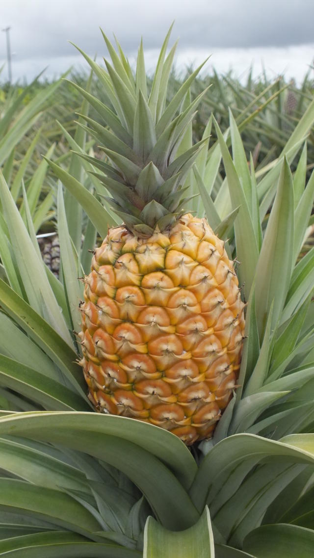 Imagem de Abacaxi BRS Vitória