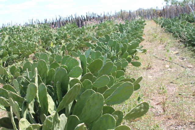 Image of Produção de mudas de palma forrageira utilizando fragmentos de cladódios