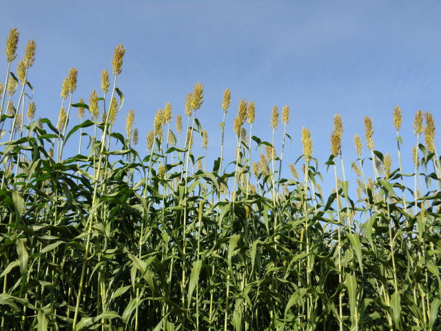 Imagem de Sorgo biomassa BRS 716