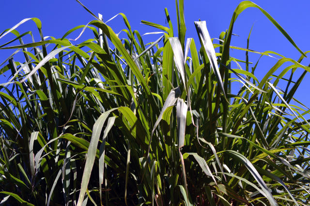 Image of <em>Panicum maximum</em> cv. Mombaça
