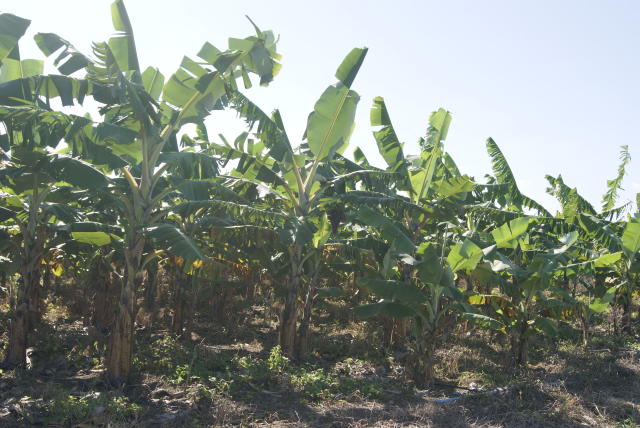 Imagem de Banana BRS Vitória