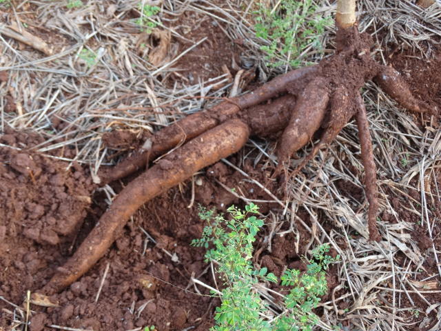Image of Cassava cultivar BRS Ocauçu    