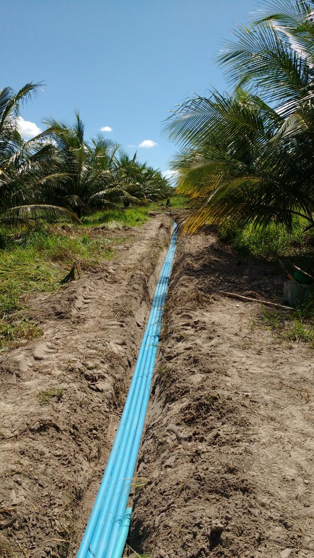 Image of Manejo da irrigação com déficit hídrico na cultura do coqueiro