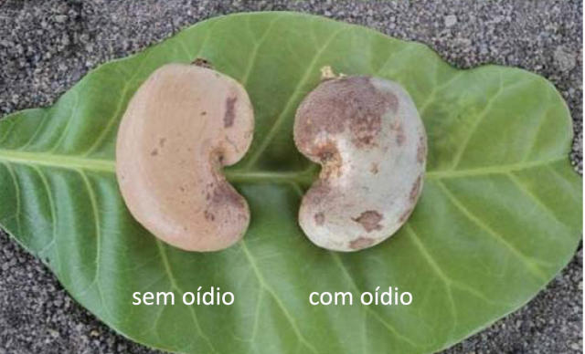 Image of Resina 