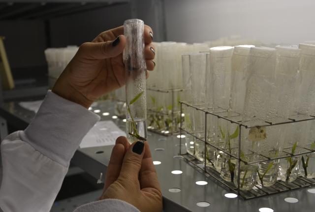 Imagem de Processo de micropropagação de bambu