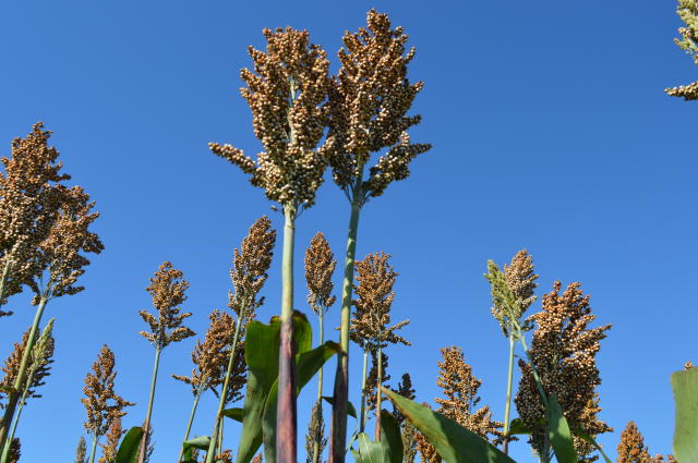 Imagem de Sorgo forrageiro BRS 658
