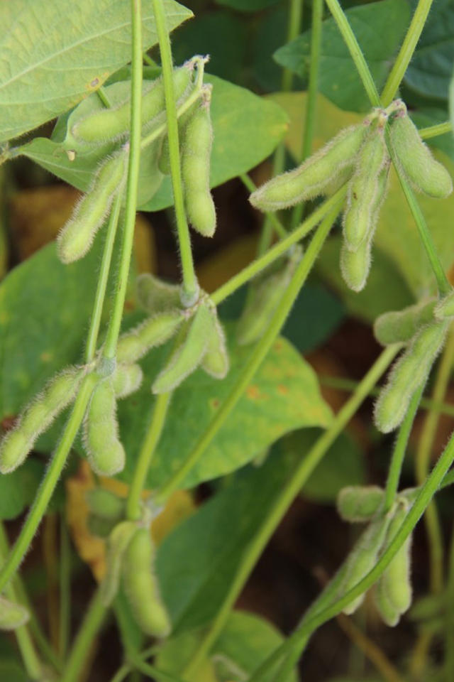 Image of <strong>Soybeans - BRS 1061IPRO</strong>