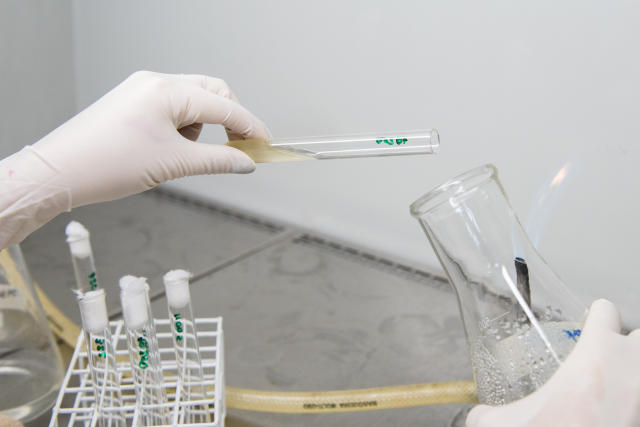 Image of Inoculantes à base de cepas de <em>Bacillus </em>sp. eficientes na solubilização de fosfatos