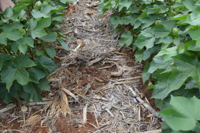 Image of Cultivo do algodoeiro em sistema plantio direto