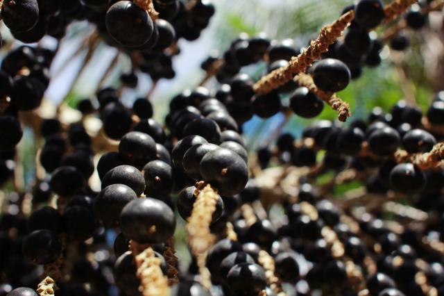 Image of Açaí BRS Pará 