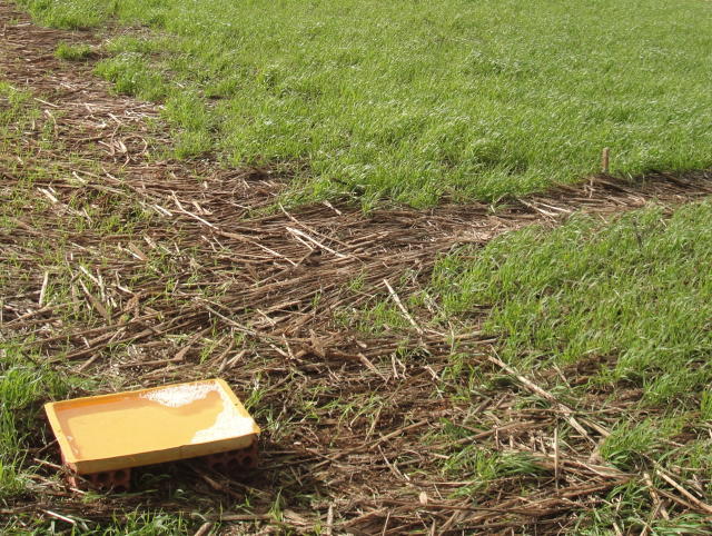 Imagem de Quibe à base de fibra de caju e proteína de alga