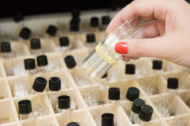 Image of Nitrogen-fixing and growth-promoting bacterial strains to produce corn inoculant