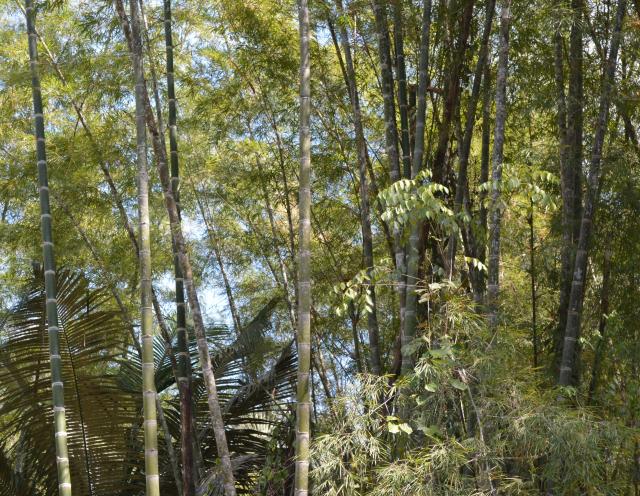 Imagem de Processo de germinação de sementes de bambu