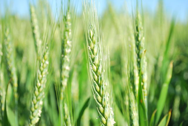 Image of Wheat BRS Reponte