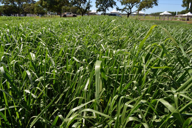Imagem de <em>Brachiaria brizantha</em> - BRS Piatã