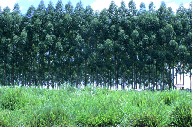 Image of <em>Panicum maximum</em> - Massai