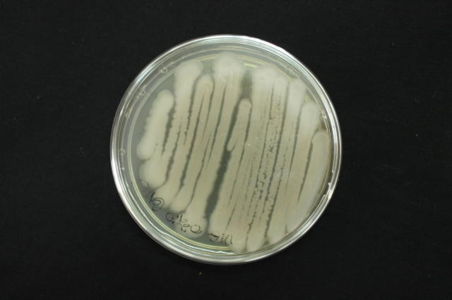 Image of <strong><em>Bacillus thuringiensis </em></strong>var. Kurstaki, isolado HD-1 (S1450) (CCT1306)