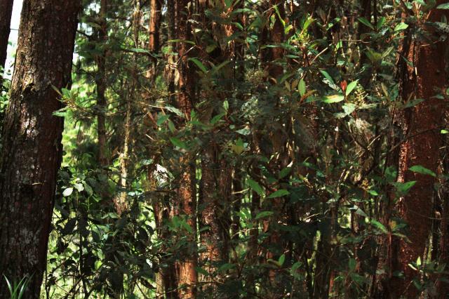 Image of Aplicativo Restaura Mata Atlântica
