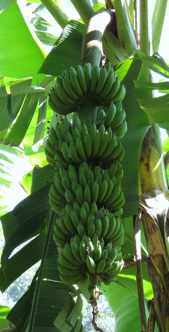 Imagem de Banana BRS SCS Belluna