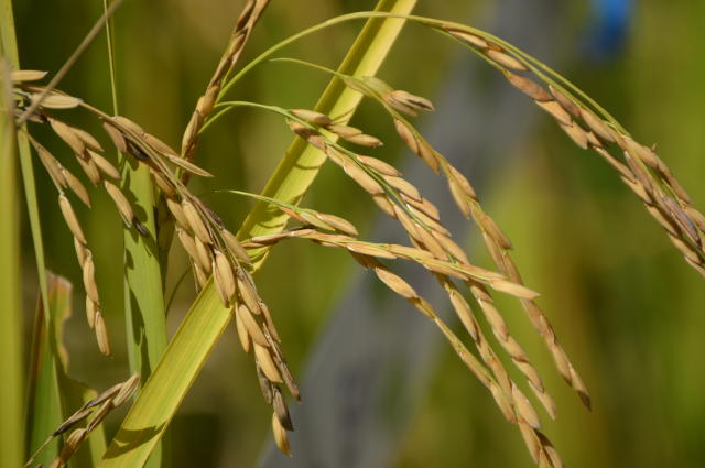 Imagem de Arroz BRS Catiana