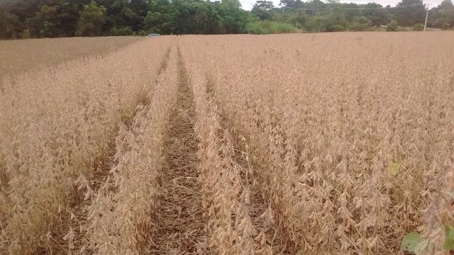 Image of BRS 2558XTD Soybeans