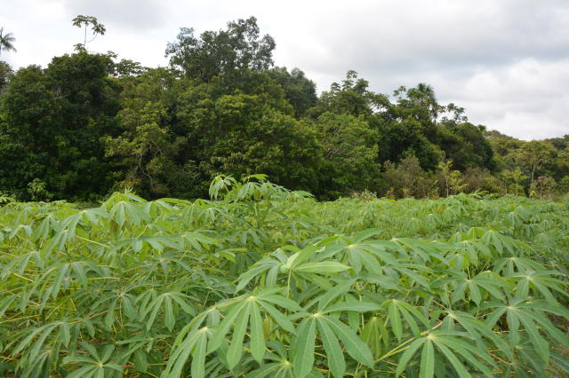 Imagem de Recomendação da agricultura conservacionista e suas práticas para a região do Juruá (AC)