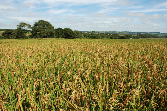 Imagem de Arroz BRS A501 CL