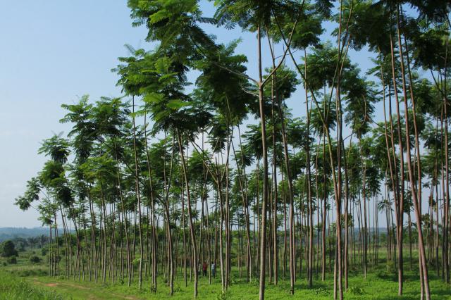 Image of Plantio de paricá em clareiras para recomposição de áreas de Reserva Legal   