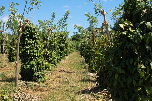 Image of Cultivo da Pimenteira-do-Reino com tutor vivo de Gliricídia