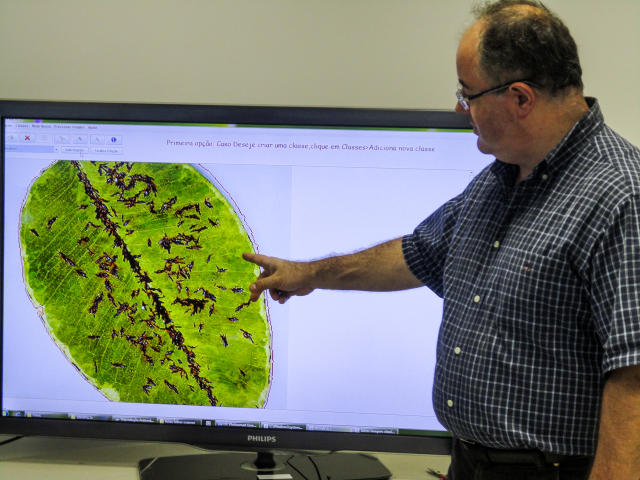 Image of AFSOFT - Software para medida de área foliar