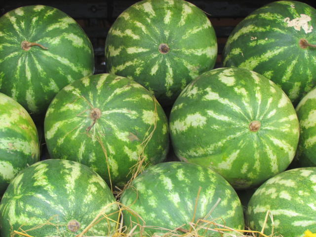 Imagem de Sistemas alternativos de cultivo de melancia irrigada para o Cerrado de Roraima