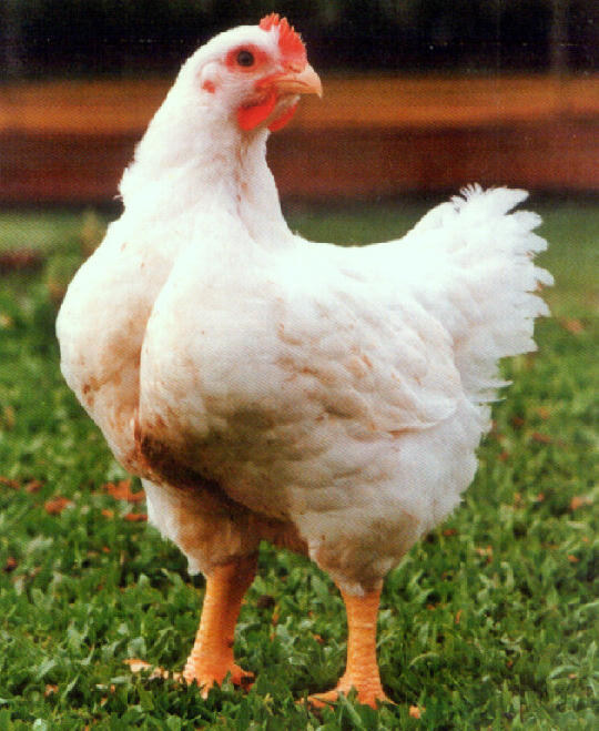 Image of Embrapa 021 Hens