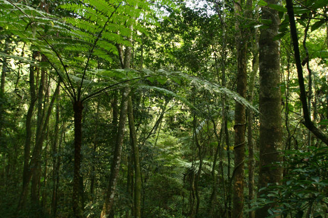 Image of Semeadura Direta para recomposição da vegetação nativa
