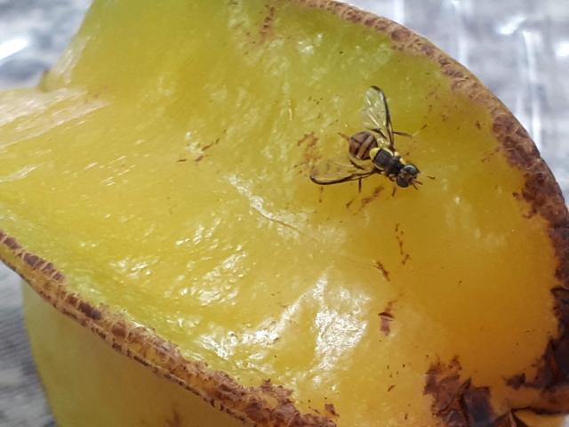 Image of Bioinsecticide based on Metarhizium anisopliae to control carambola fruit fly