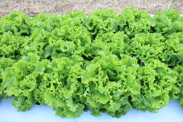 Image of BRS Mediterrânea Lettuce