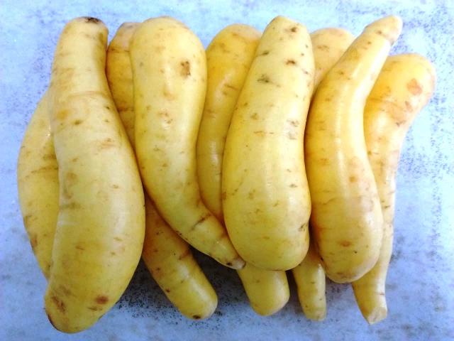 Image of Mandioquinha-salsa BRS Acarijó 56