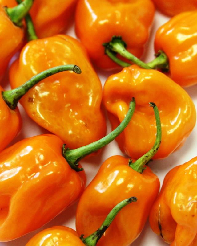 Image of Pimenta BRS Nandaia