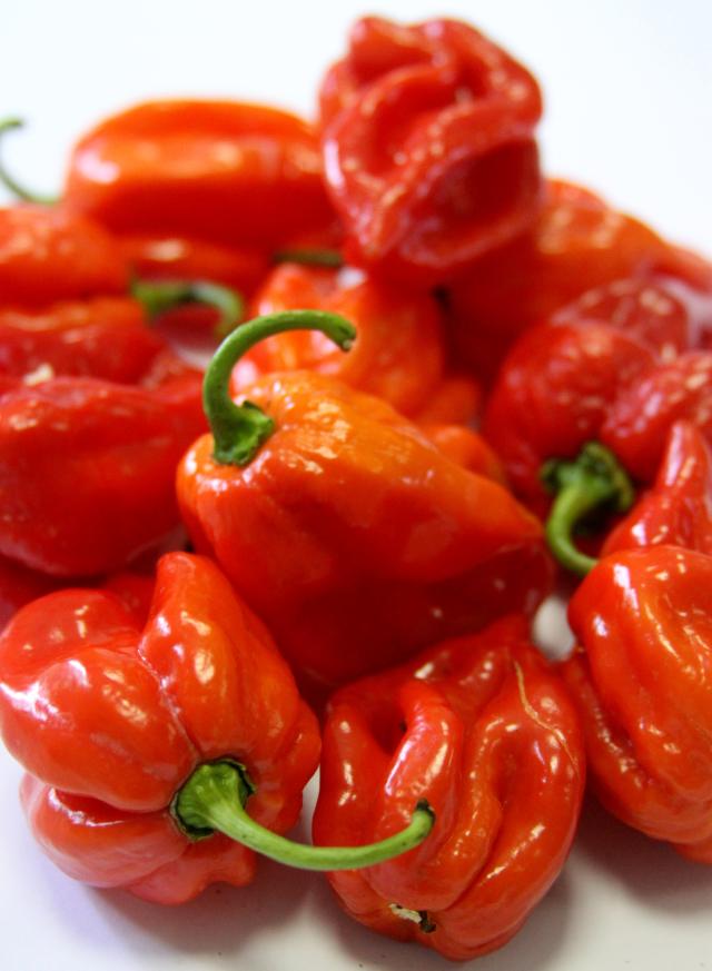 Image of Pimenta BRS Juruti