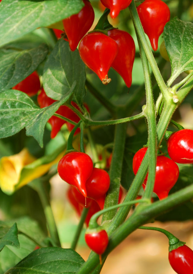 Image of Pimenta BRS Moema