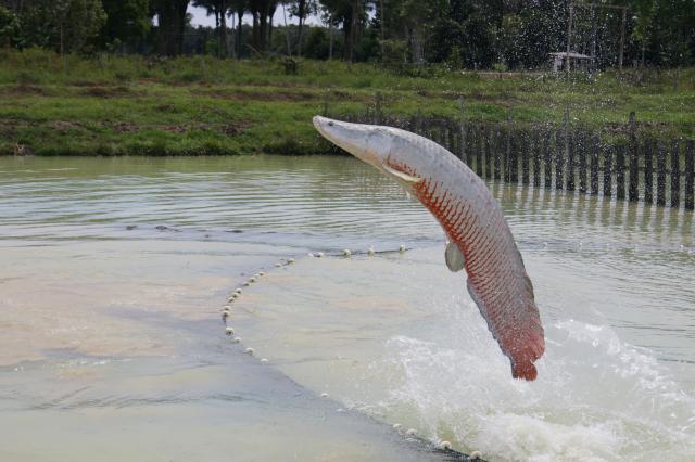 Imagem de Teste de sexagem genética para pirarucu (<em>Arapaima gigas</em>)
