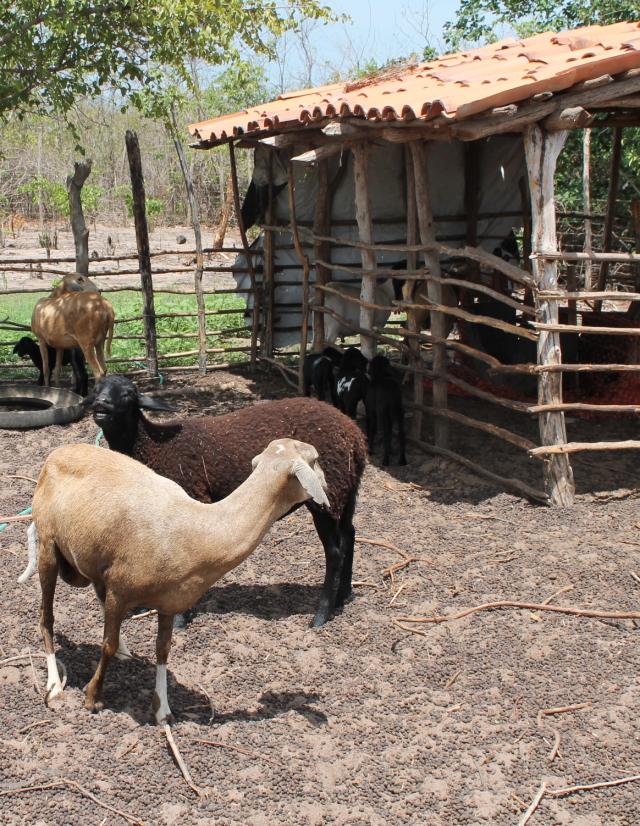 Image of <em>Sisteminha</em> Embrapa - UFU - FAPEMIG: Integrated Food Production System