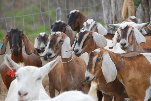 Image of Capragene®: Programa de Melhoramento Genético de Caprinos Leiteiros 