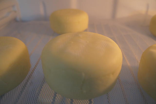 Image of Produção de Queijos de Leite de Cabra