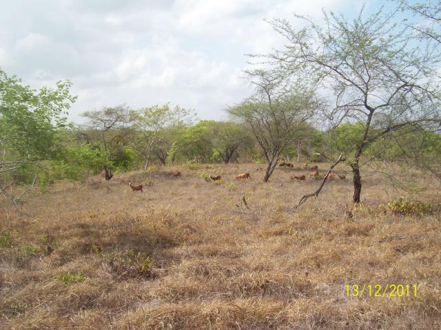 Image of Manipulação da Caatinga para fins pastoris