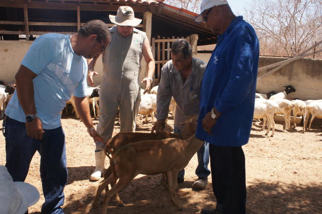 Image of Descarte Orientado de Caprinos e Ovinos