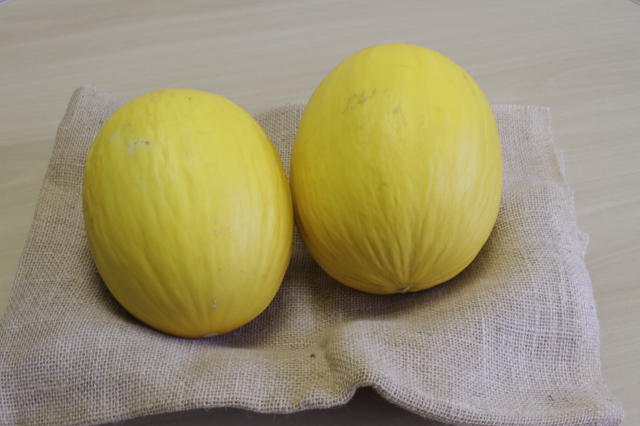 Imagem de Melão BRS Anton   