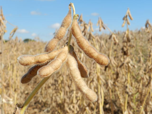 Image of <strong>Soybeans - </strong><strong>BRS 5804RR</strong>