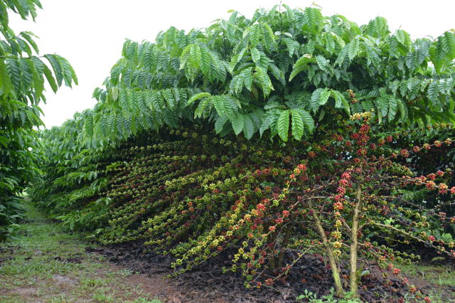 Image of <strong>Robusta Amazônico – Cultivar híbrida de café - BRS 1216</strong>