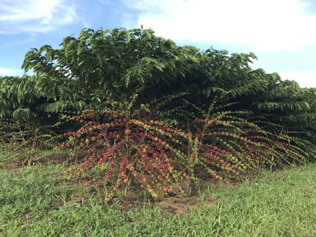 Image of <strong>Robusta Amazônico – Cultivar híbrida de café – BRS 2299</strong>