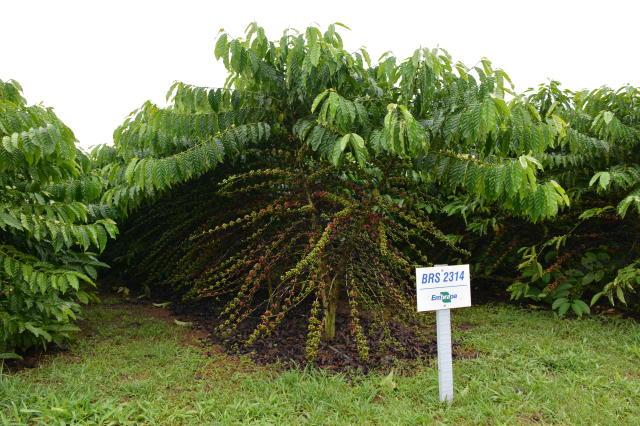 Image of <strong>Robusta Amazônico – Cultivar híbrida de café – BRS 2314</strong>